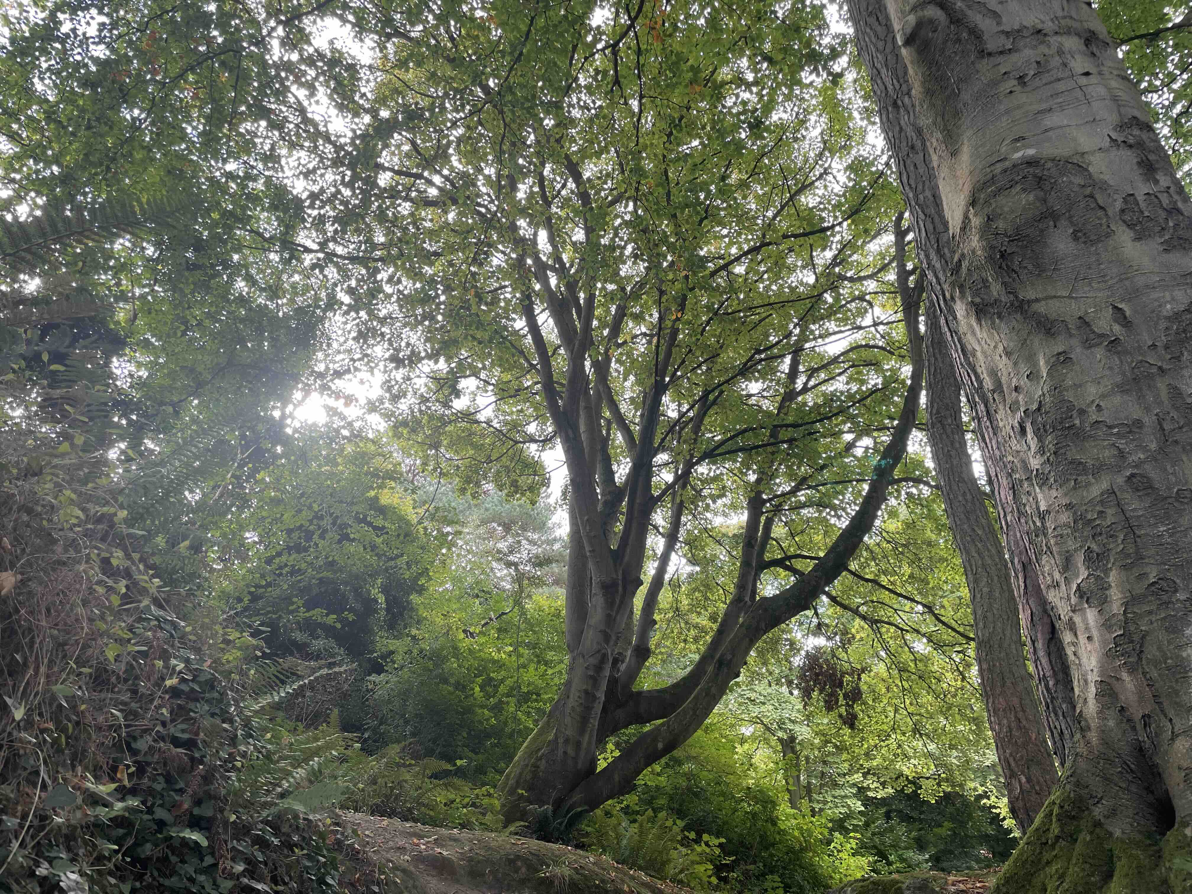 Maitri Studio, Belfast, Xenia Pestova Bennett, yin yoga, relaxation